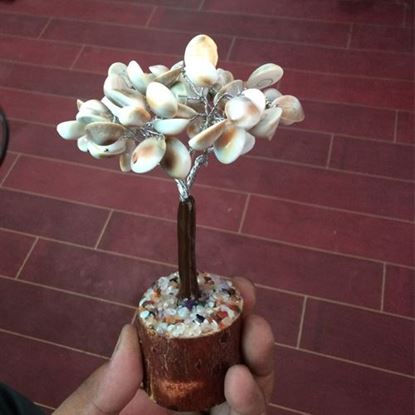 Picture of GOMTI CHAKRA TREE