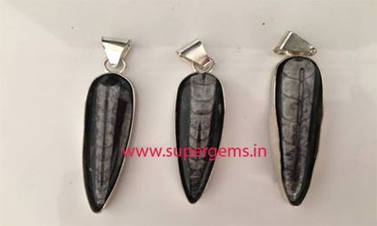 Picture of ORTHOCERAS PENDANT