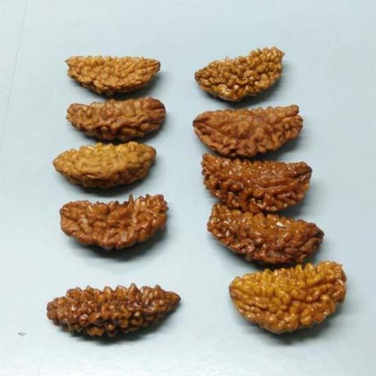 Picture of 1 MUKHI KAJUDANA RUDRAKSH